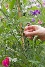 Load image into Gallery viewer, Velcro One-Wrap Garden Ties 12 Pre-Cut 15cm x 1.2cm