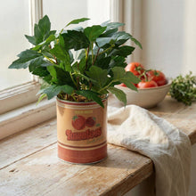 Load image into Gallery viewer, Faux Tomato Plant in Tin Pot 6pk
