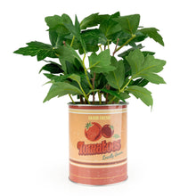 Load image into Gallery viewer, Faux Tomato Plant in Tin Pot 6pk
